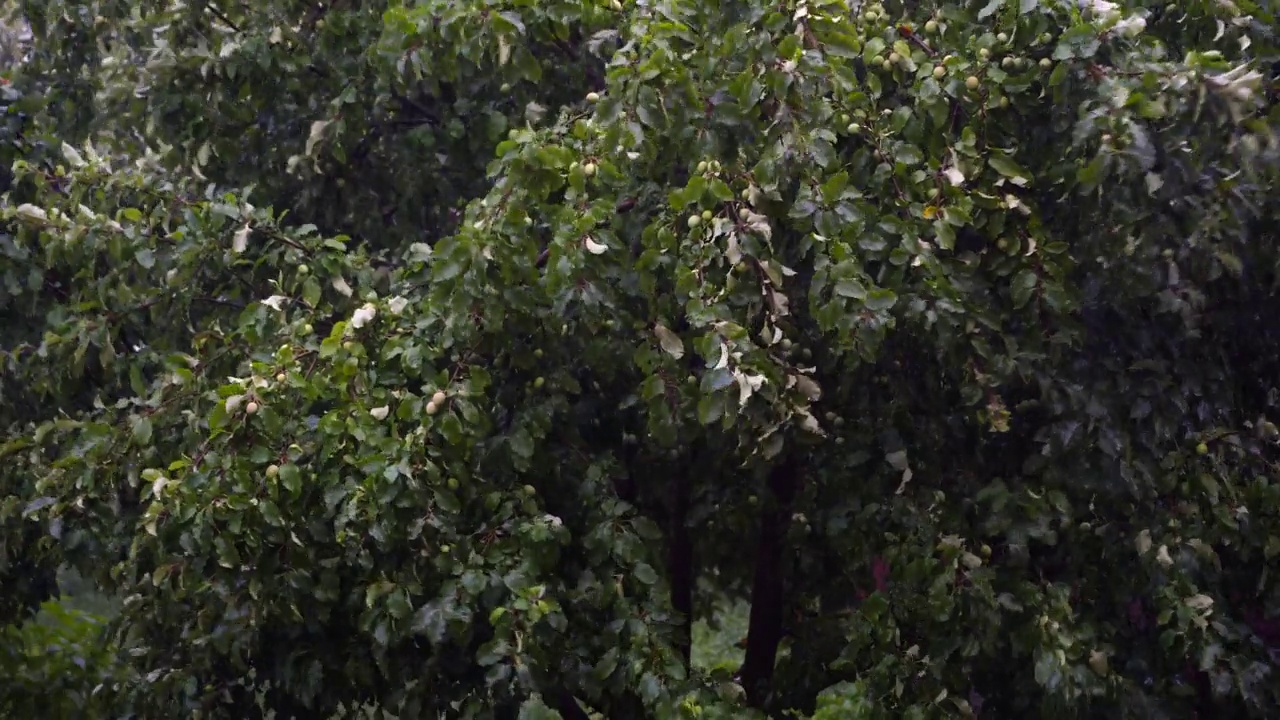 苹果树下的雨和强风暴在雨天的花园里视频素材