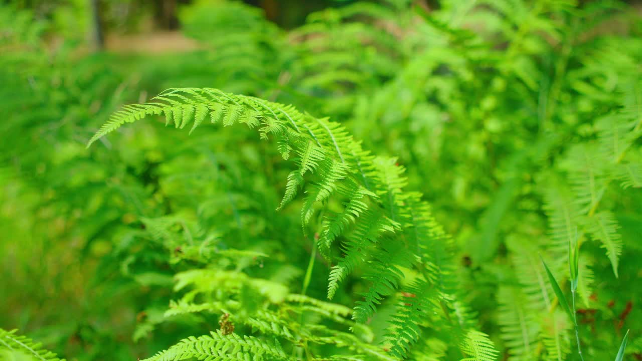 柔和的风和灿烂的阳光照在森林里的绿色蕨类叶子上。有选择性的重点。环境的灵感。绿色背景模糊。中欧,德国。特写野生动物。郁郁葱葱的丛林。视频素材