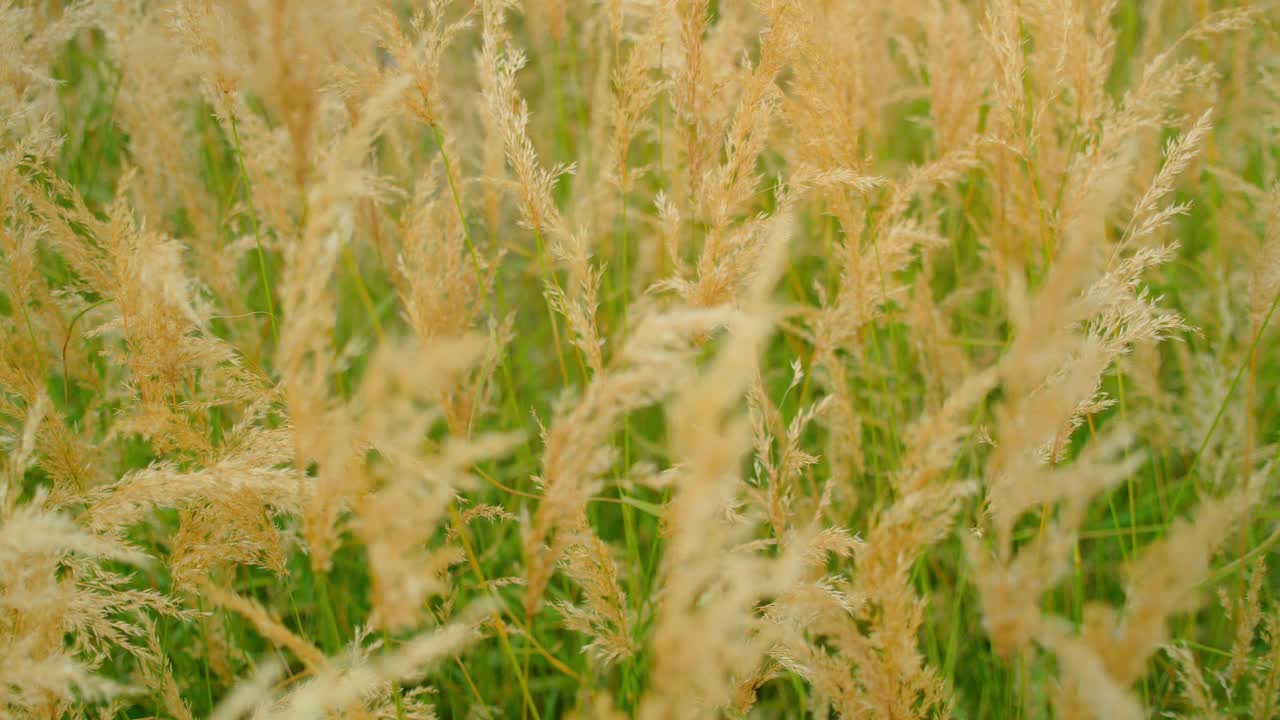 风中的白芦苇。长而蓬松的干草在慢动作中摆动。草地上的圆锥草特写。秋天。屏幕草坪，模糊的背景。温柔。放松自然景观观。视频素材