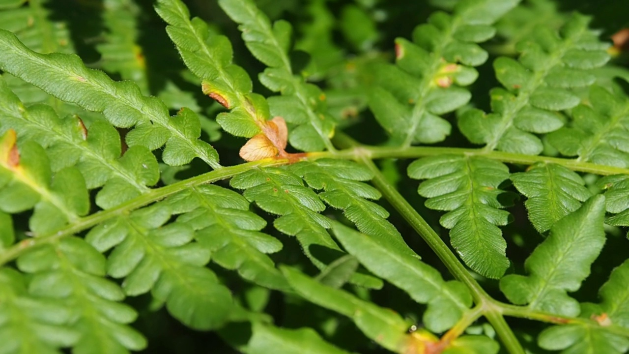 野蜂从花朵上采集花蜜蜜露。视频素材