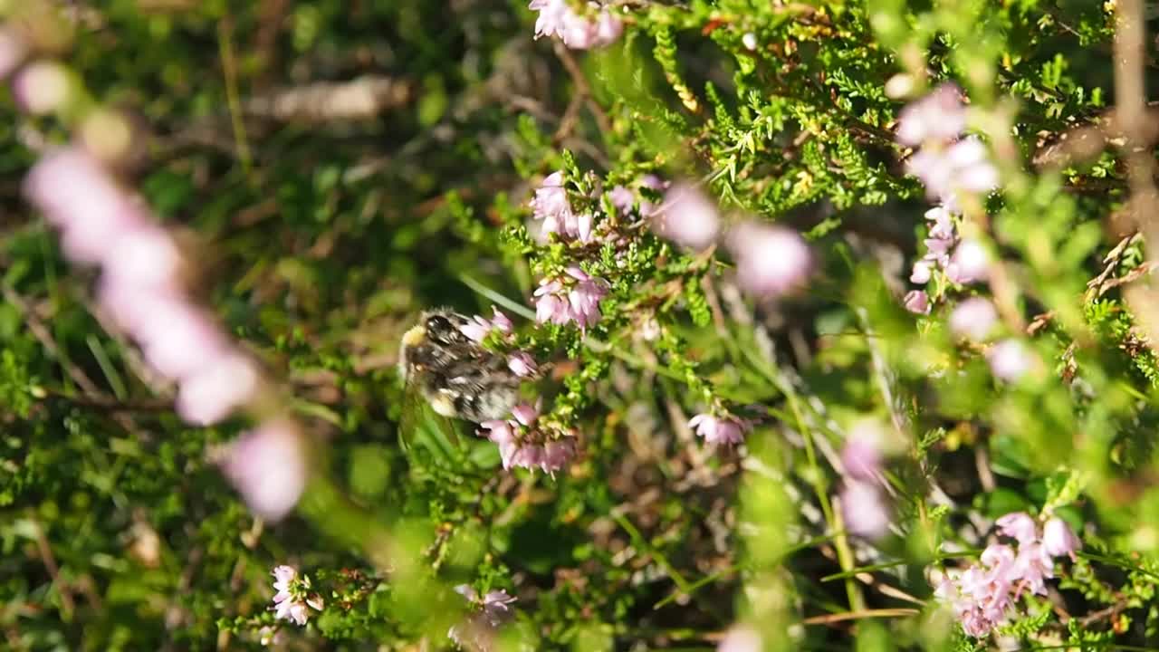 野蜂从花朵上采集花蜜蜜露。视频素材