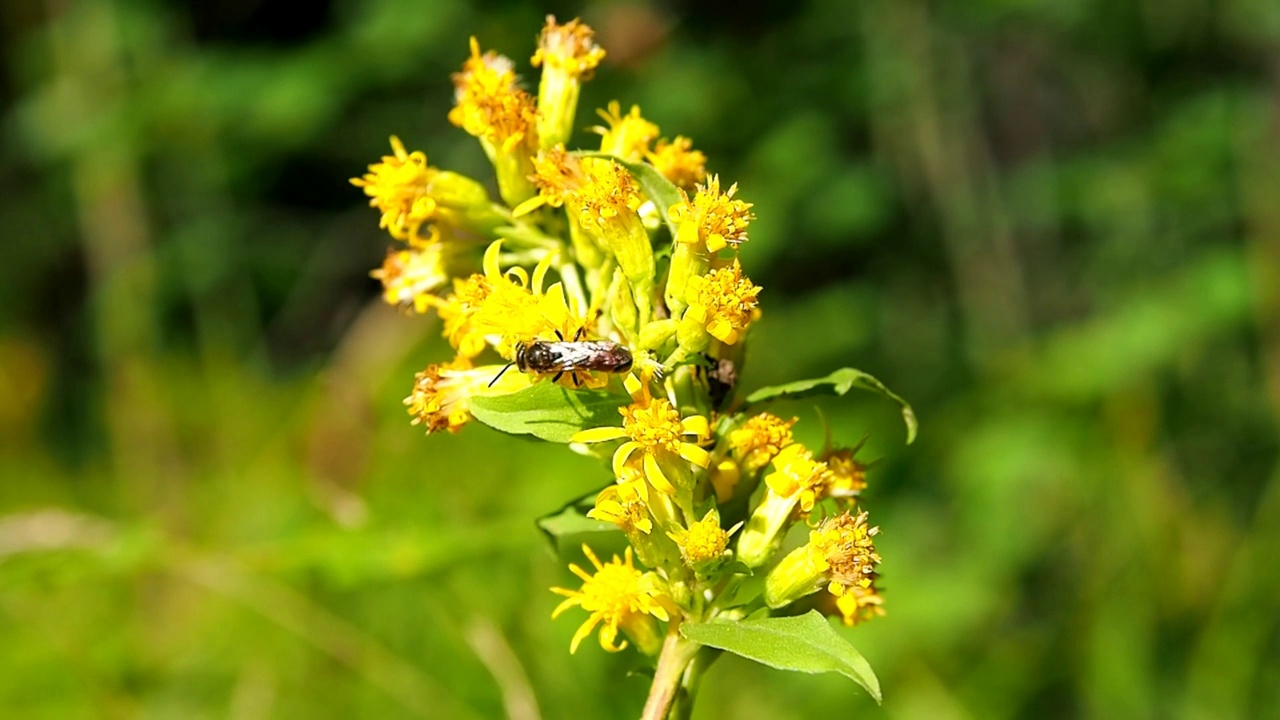 野生黄蜂从花朵上收集花蜜。视频素材
