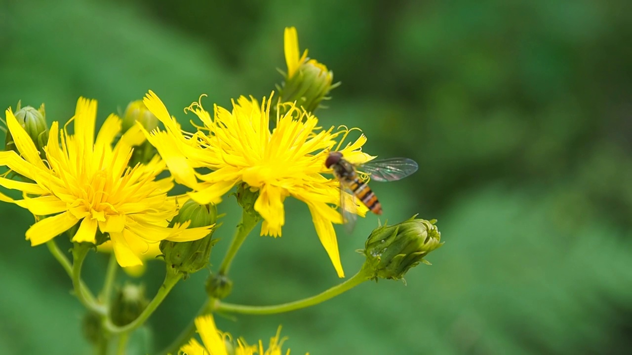 野生黄蜂从花朵上收集花蜜。视频素材
