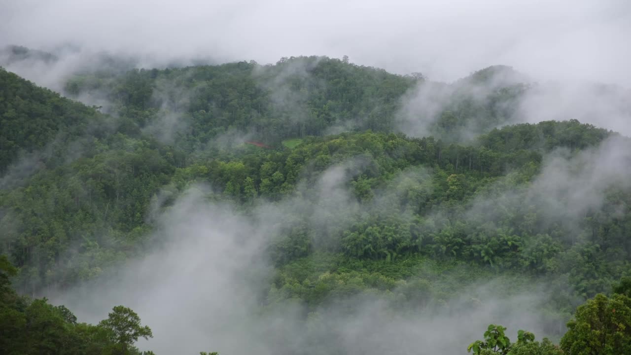 雾天的绿化、雨林和丘陵景观视频素材