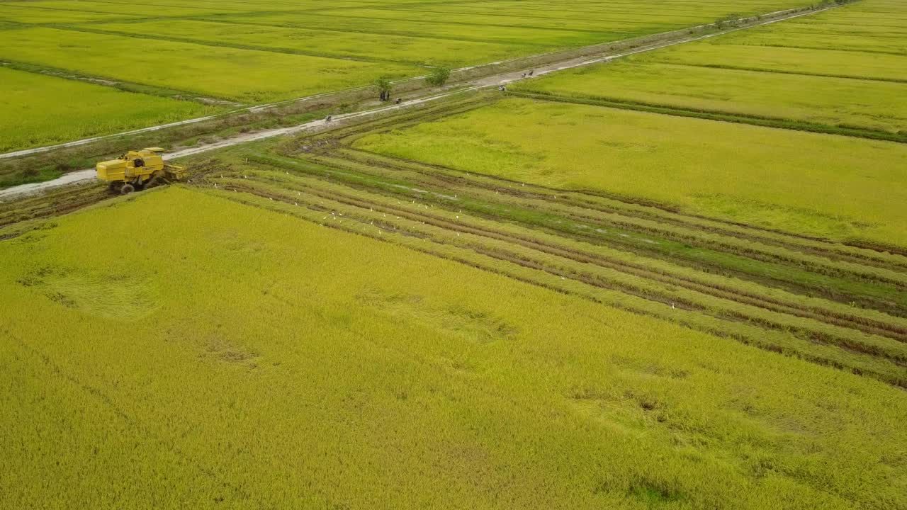 农场工人用拖拉机收割水稻的鸟瞰图视频素材