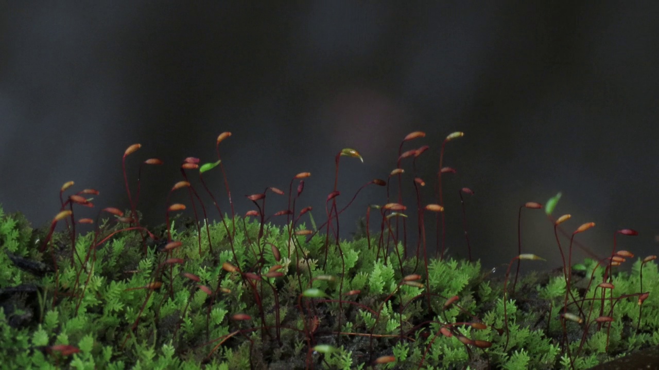 苔藓与孢子视频素材