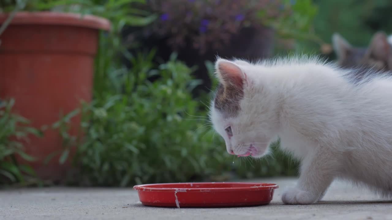 小猫喝牛奶视频素材