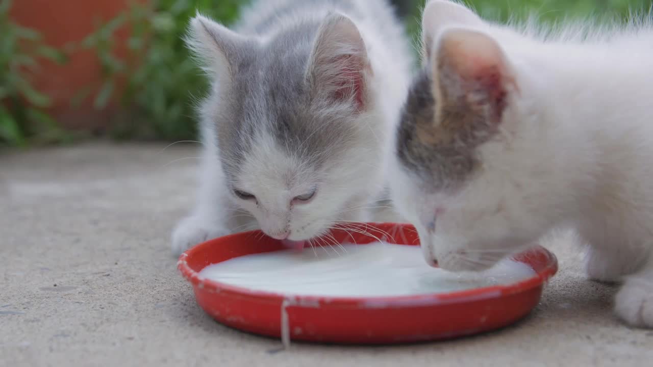 两只小猫喝牛奶视频素材