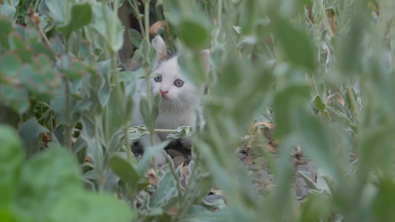 小猫在草地上玩耍视频素材