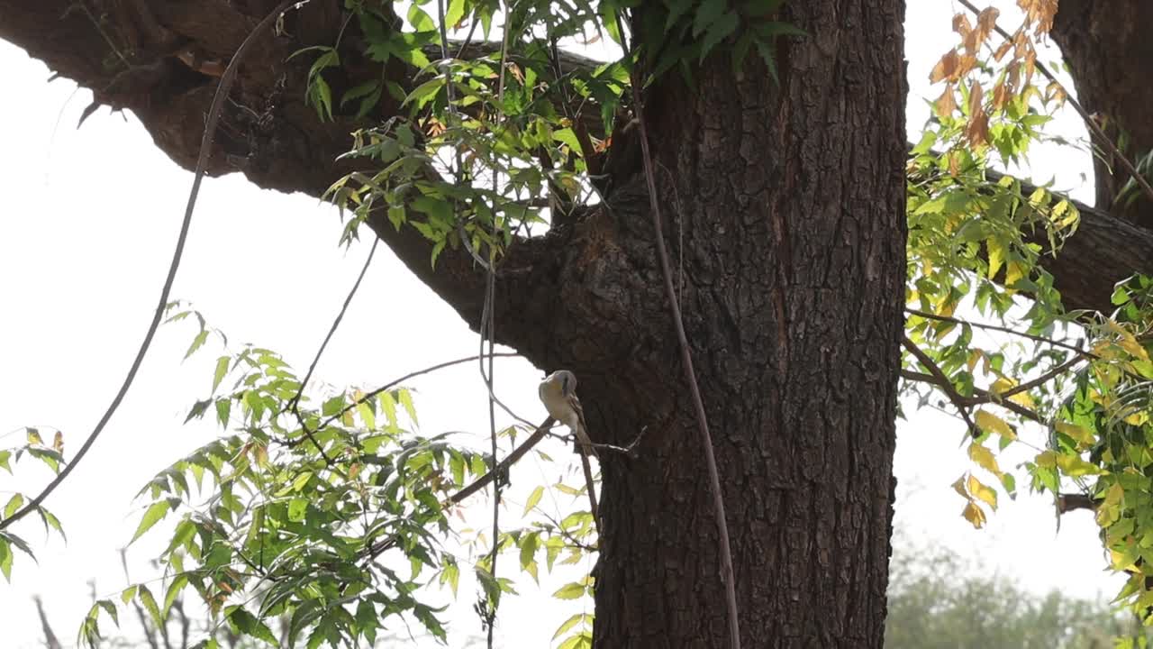 小鸟坐在树枝上，巴利印视频下载