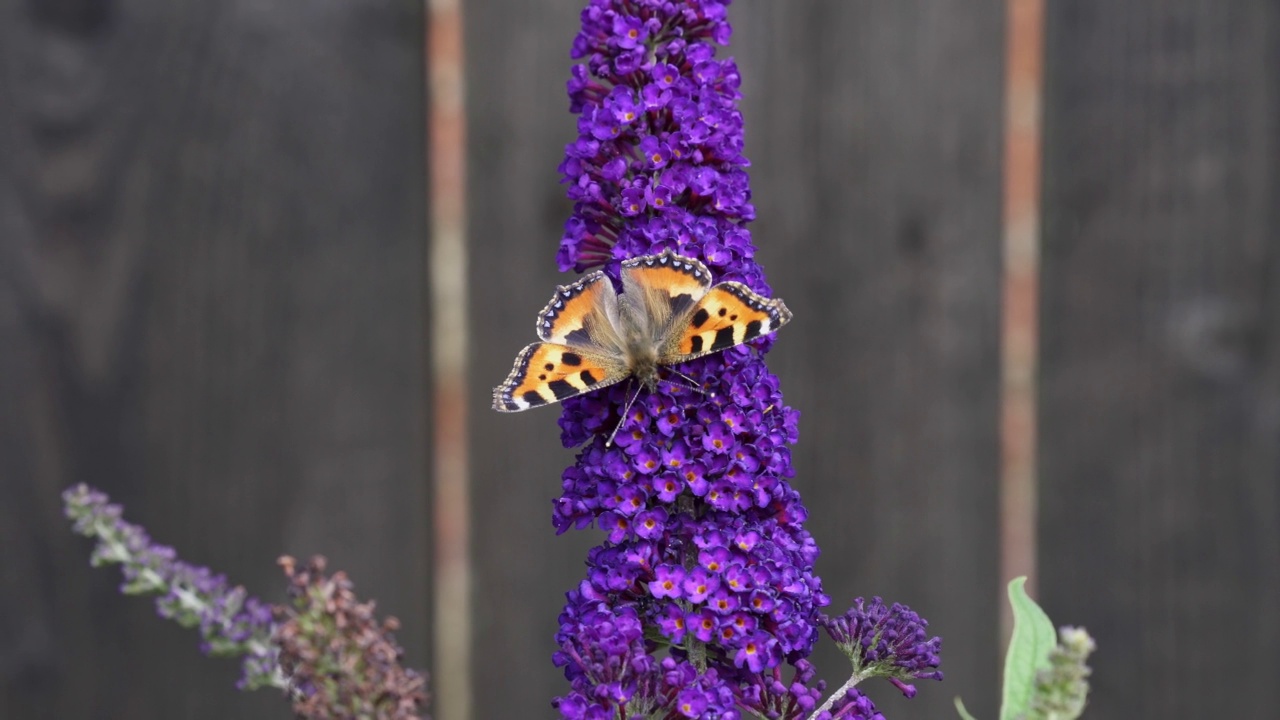 桔玳瑁蝶(Aglais urticae)正在吃佛兰花(又称蝴蝶丛)。视频素材