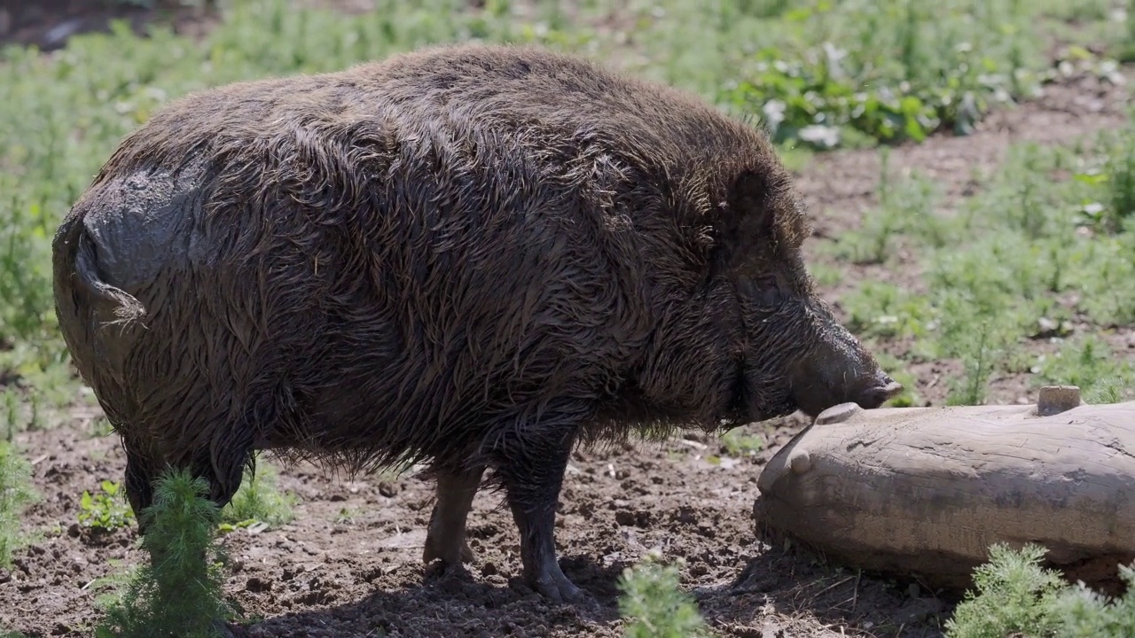 啃树干的野猪(Sus scrofa)视频素材