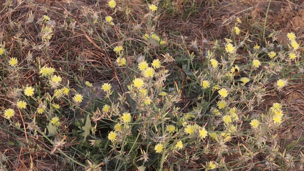 蜜蜂在一朵黄色的野花上收集蜂蜡和蜂蜜视频下载