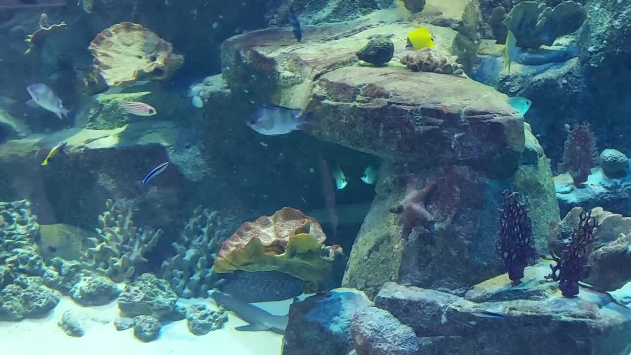 美丽的鱼在水族馆里游泳。海洋生物，水下世界视频素材