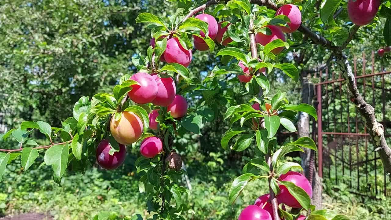 花园里树上的李子成熟了。水果生长视频素材