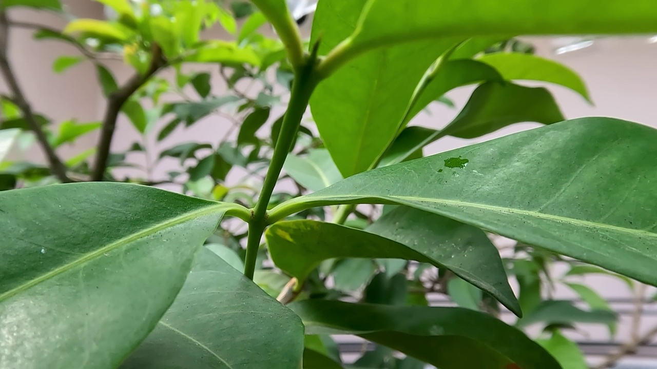 月桂叶植物的芽有新鲜的绿叶和光滑的表面视频素材