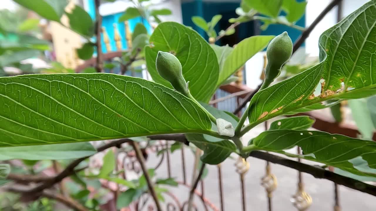 一株盆栽番石榴的花蕾正在学习开花视频素材