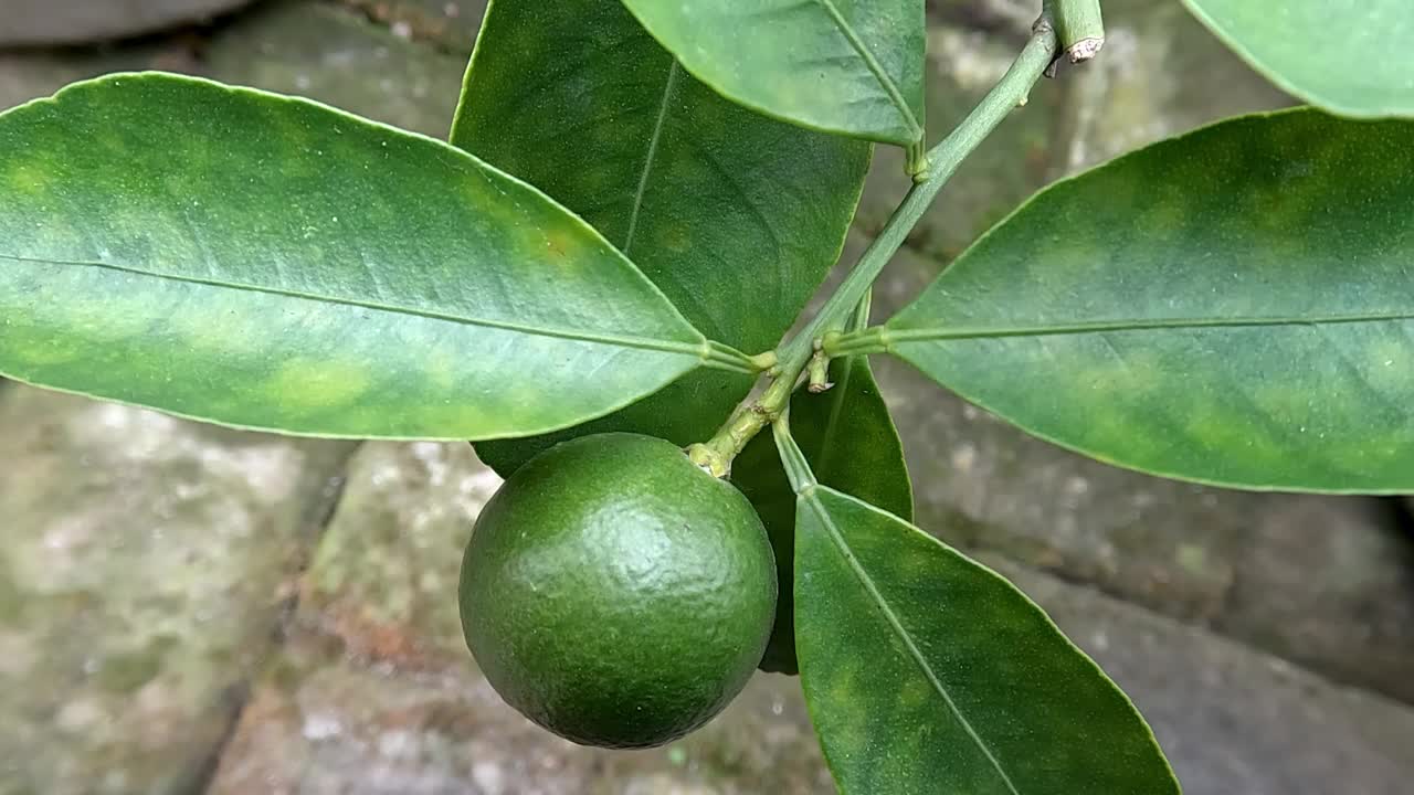 栽在花盆里的柑橘小枝正在学习结果子视频素材