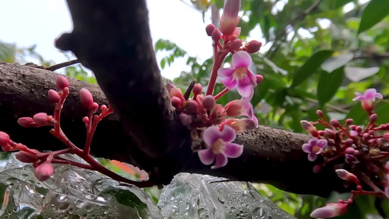 杨桃花种植在花盆里，挂在小树枝上视频素材