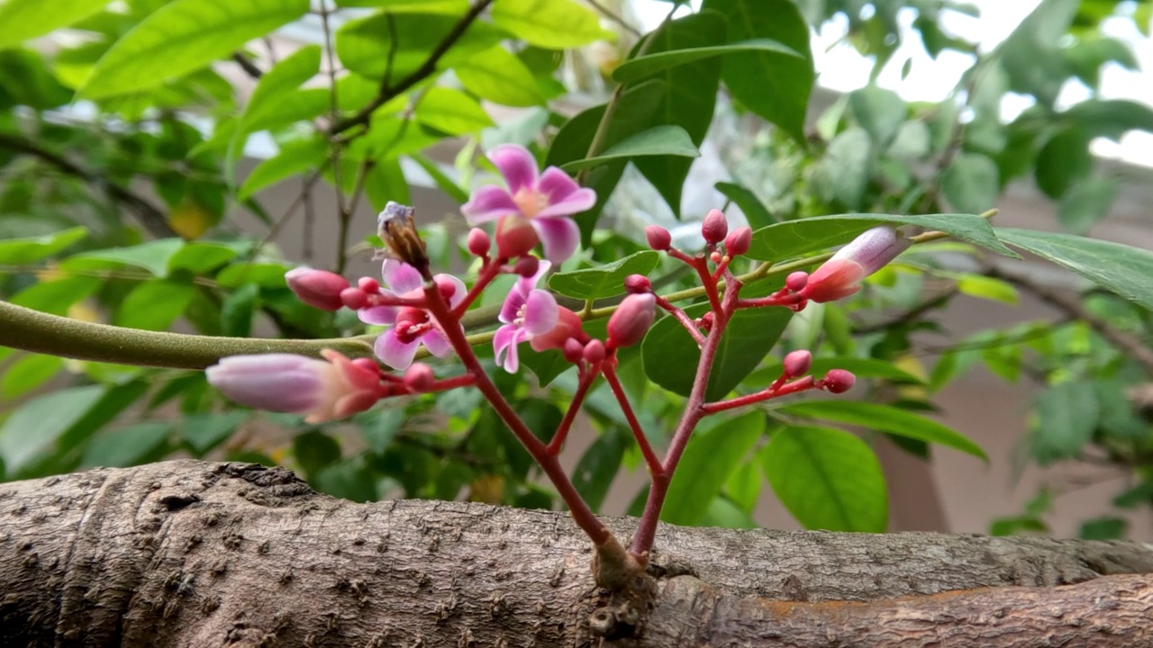 杨桃花种植在花盆里，挂在小树枝上视频素材