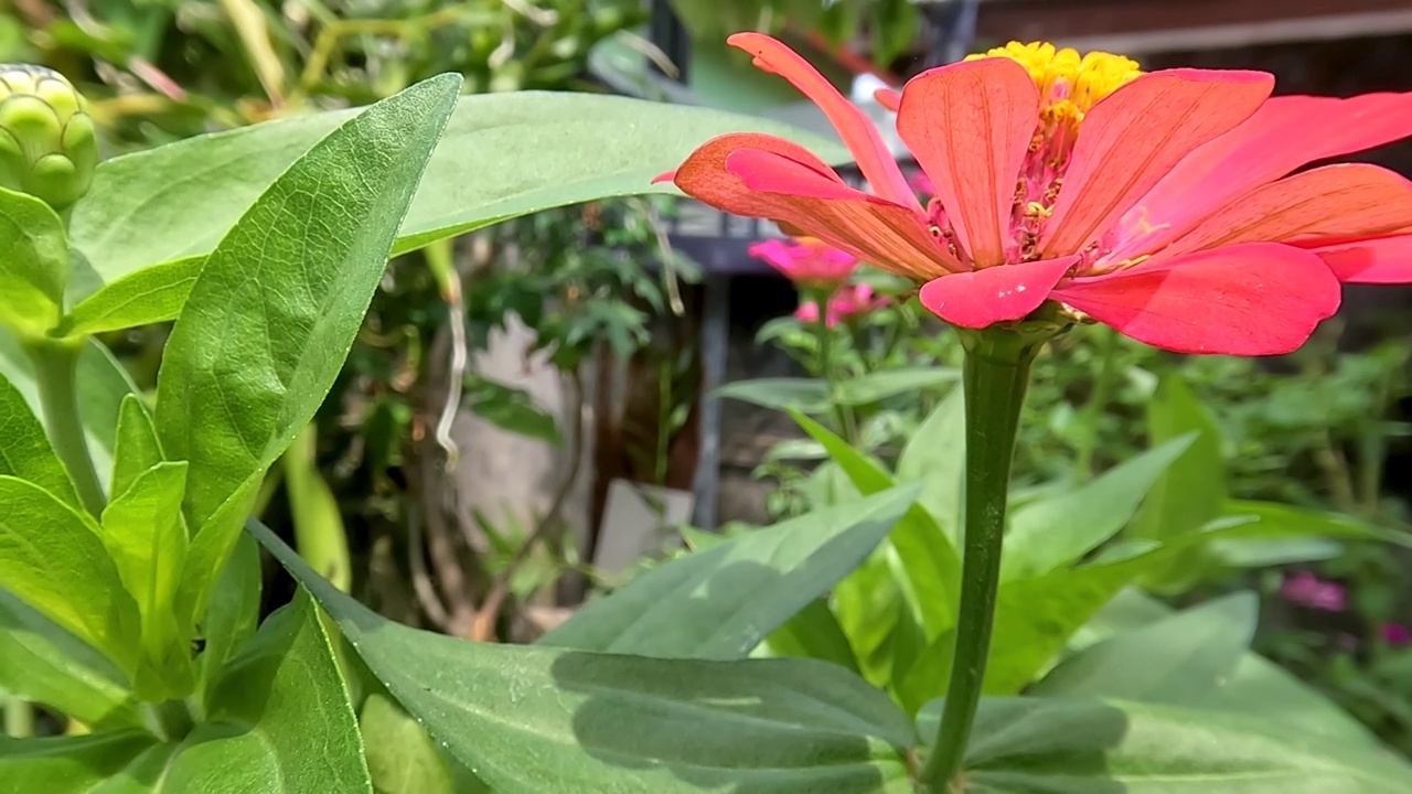 盛开的百日菊花，鲜嫩的绿叶视频素材