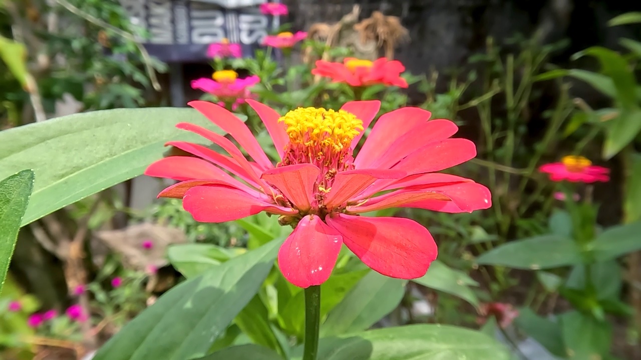 盛开的百日菊花，鲜嫩的绿叶视频素材