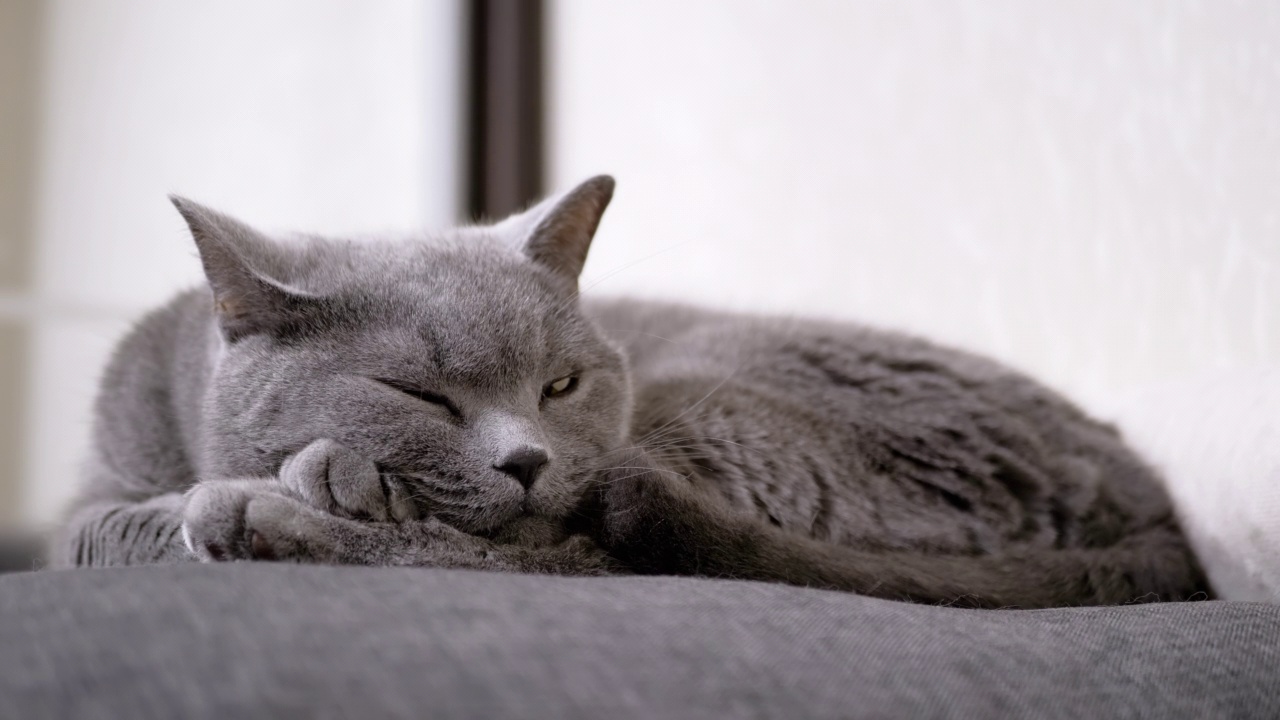 一只灰色的大毛毛猫在房间里的软枕头上睡觉，睁开眼睛。近距离视频素材