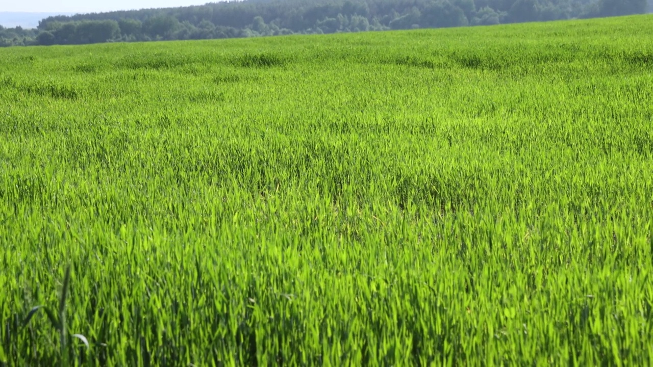 生长未成熟谷物的农田视频素材