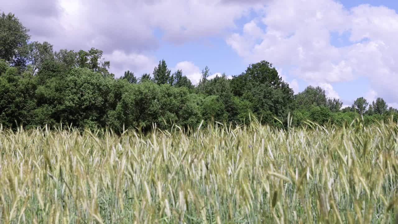 种植谷物的农田视频素材