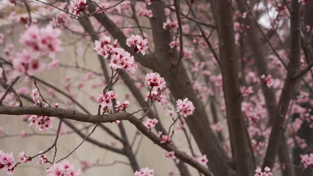 樱花枝头在微风中摇曳视频素材