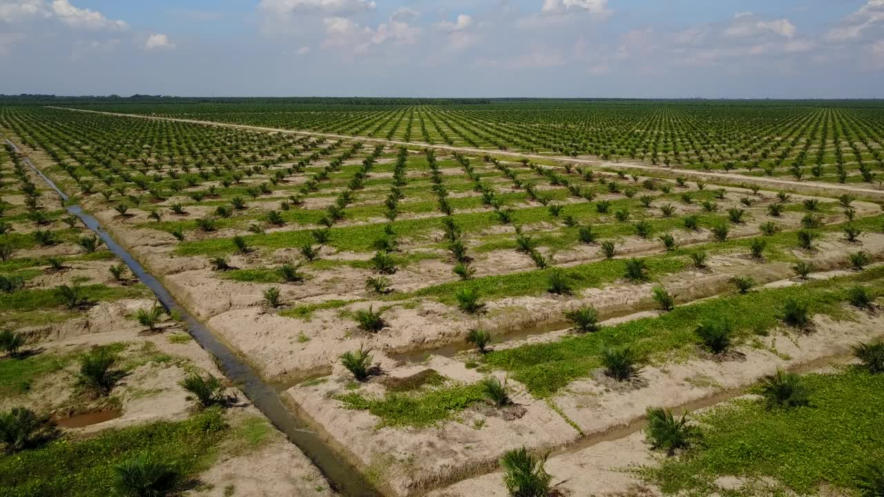 航拍的油棕种植园。视频素材