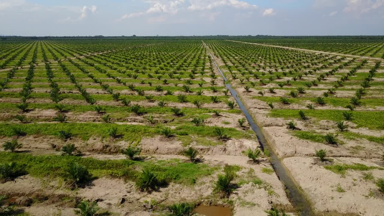 航拍的油棕种植园。视频素材