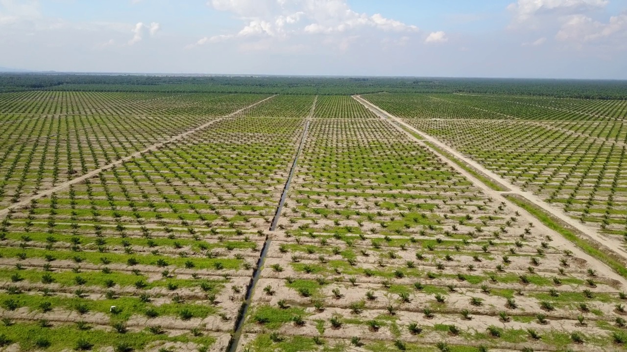 航拍的油棕种植园。视频素材