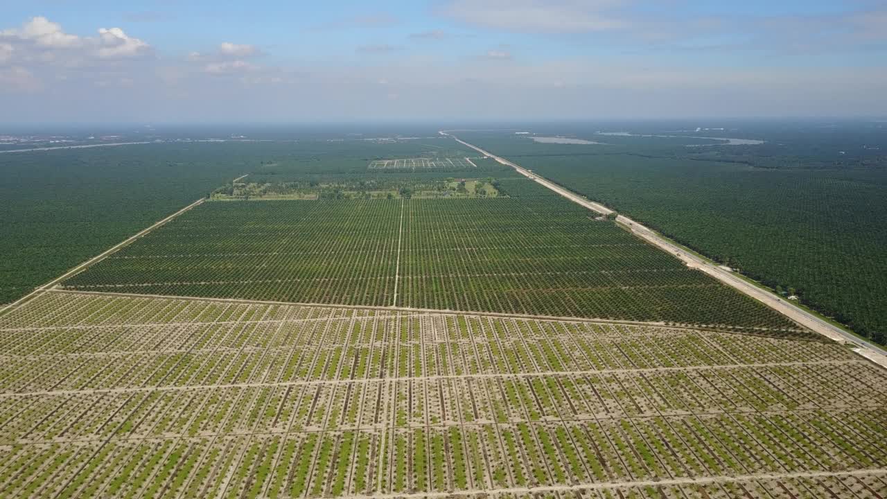 航拍的油棕种植园。视频素材