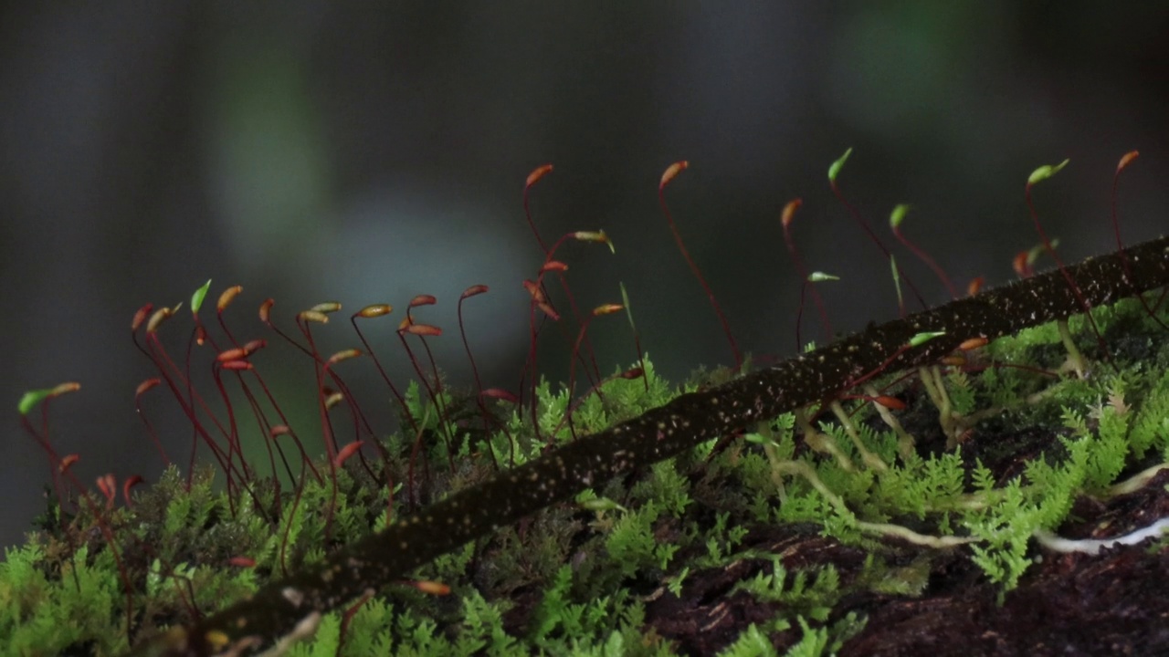 苔藓与孢子视频素材