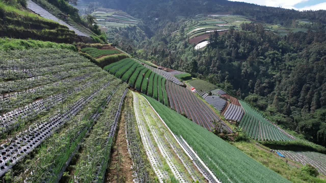 农民们用美丽的梯田为地里的植物浇水视频素材