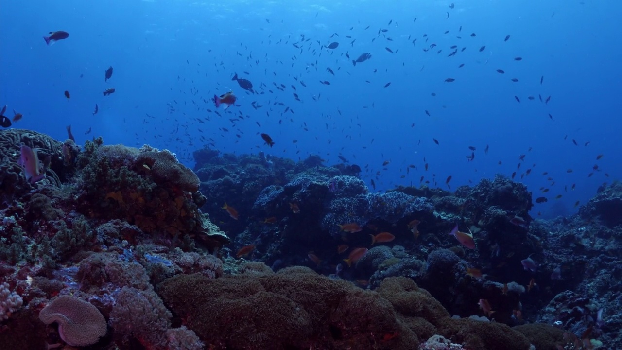 海洋生物视频素材