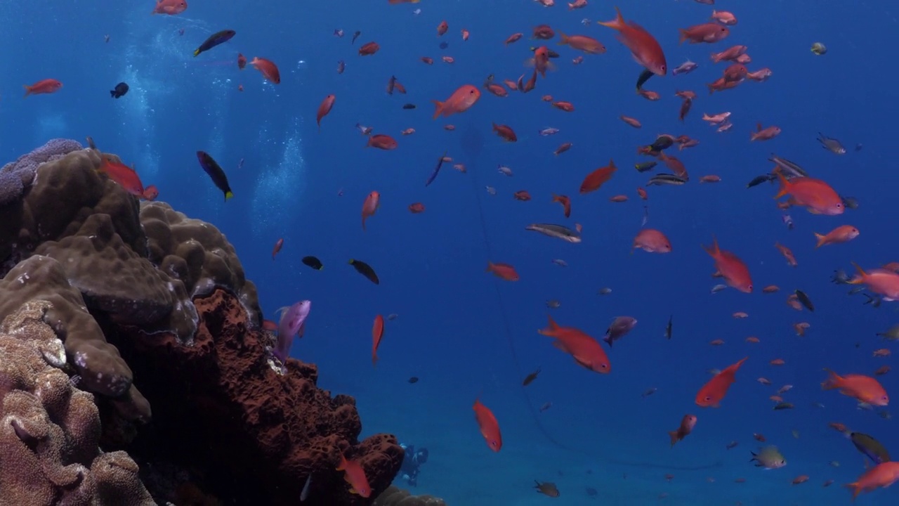 海洋生物视频素材