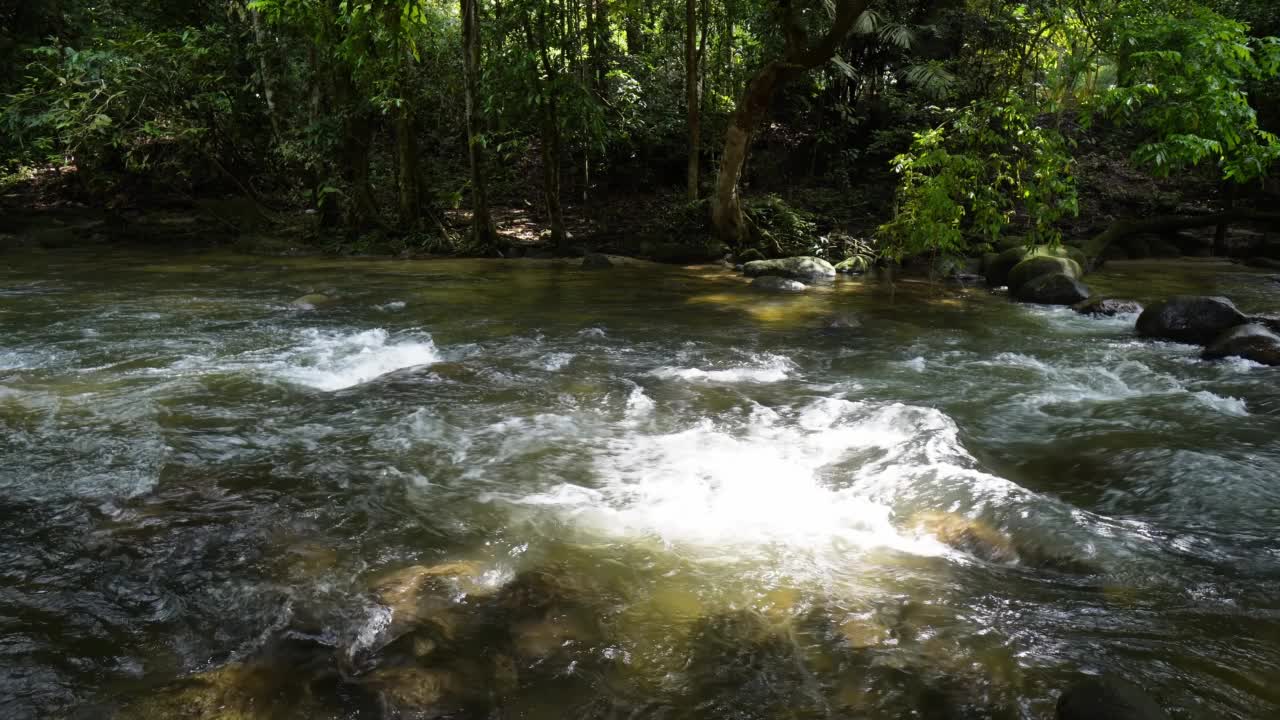 森林里的溪水和岩石视频素材