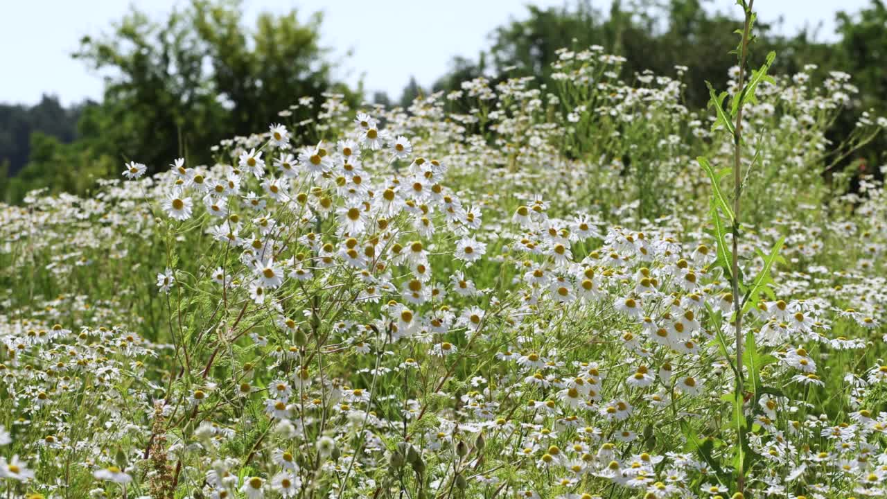 有风的天气里田野里的白色雏菊视频素材