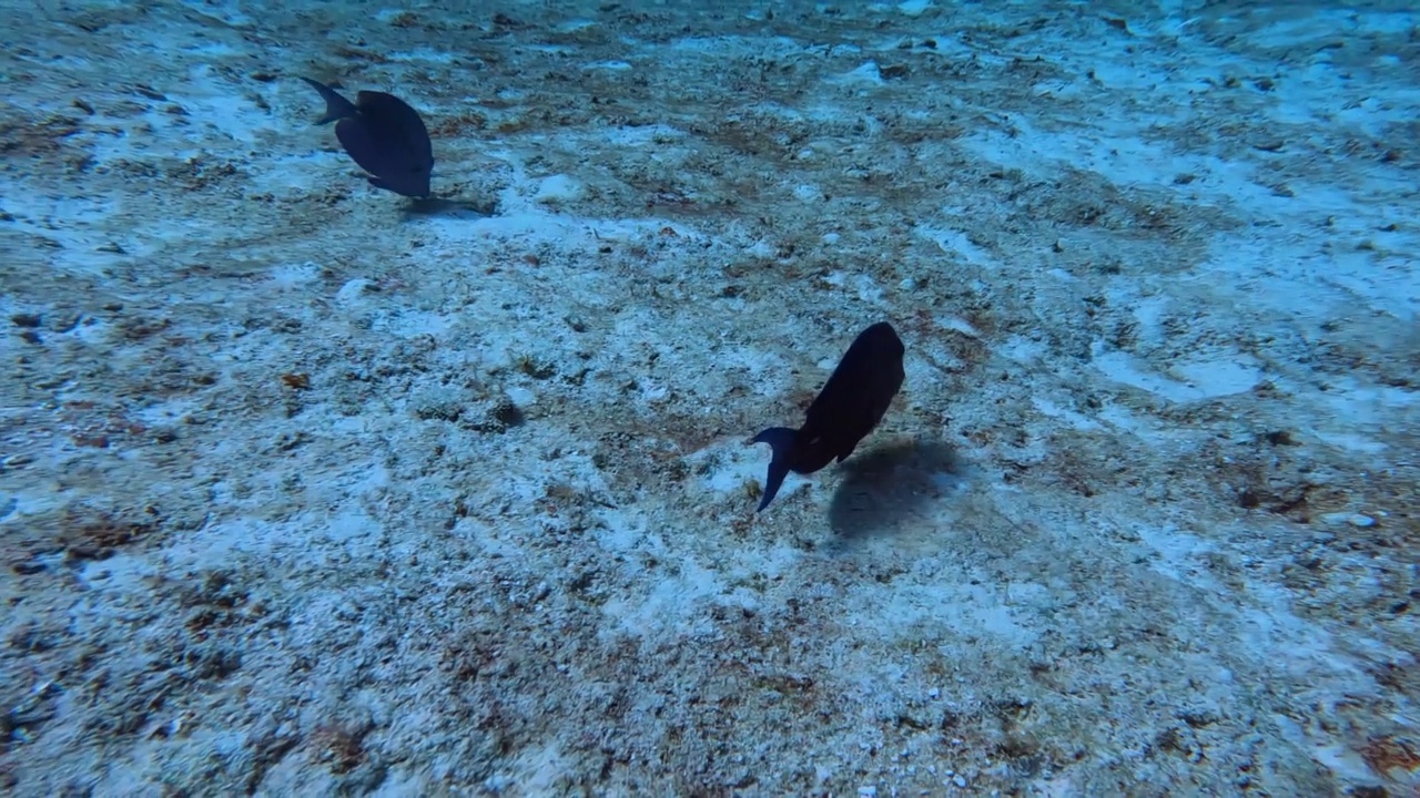 墨西哥科苏梅尔的蓝刺(Acanthurus coeruleus)的4k视频视频素材