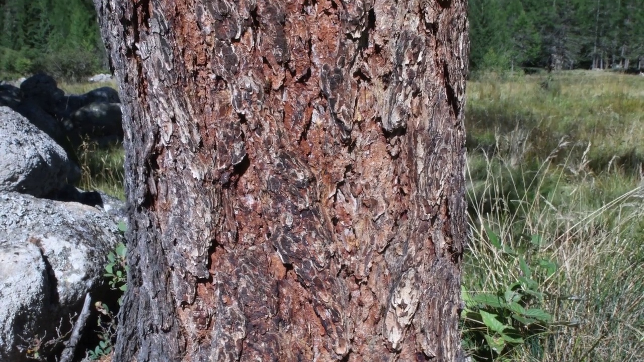 蚂蚁在落叶松树皮上奔跑，落叶松，红胶木，视频素材