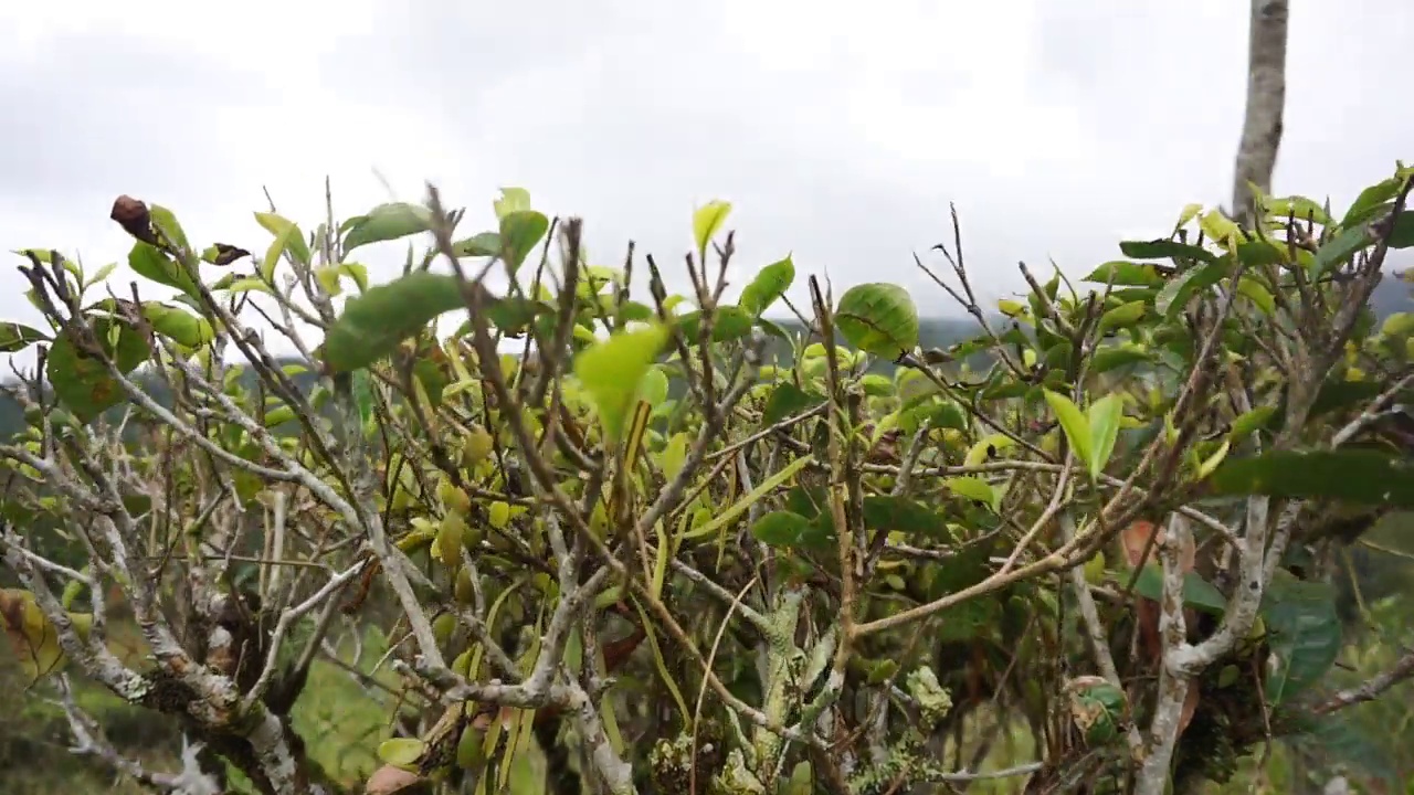 美丽的山地自然风光丘陵自然全景，有高大的绿树森林和绿色的山坡在多云的蓝天下视频素材