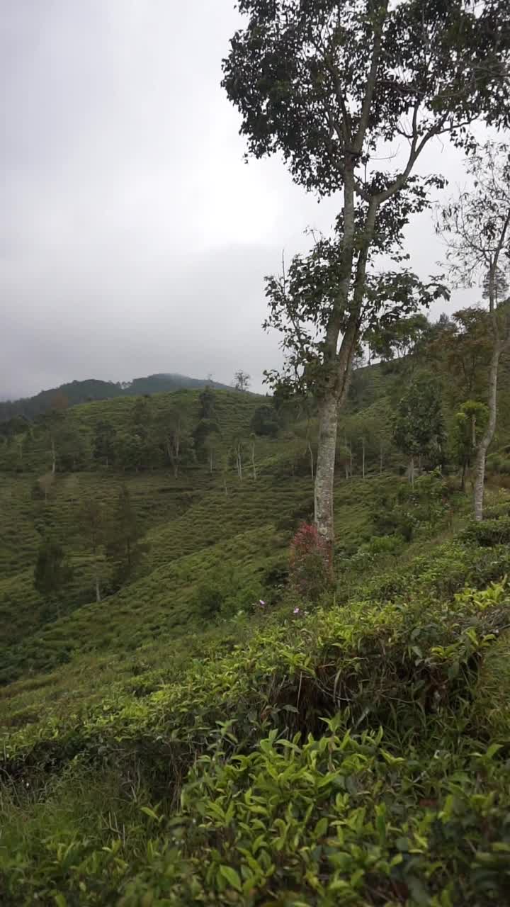 美丽的垂直视频肖像美丽的山自然风光丘陵自然全景，与森林的高大的绿树和绿色的斜坡在多云的蓝天下，在白天视频素材