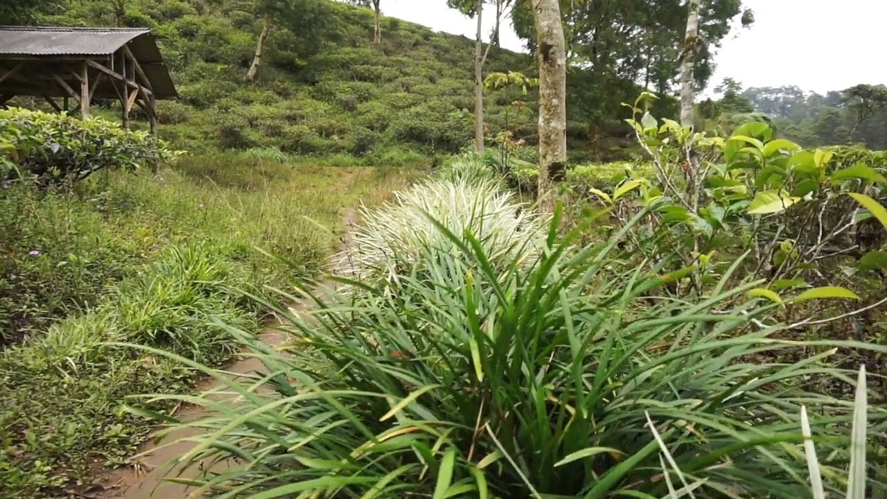 美丽的山地自然风光丘陵自然全景，有高大的绿树森林和绿色的山坡在多云的蓝天下视频素材