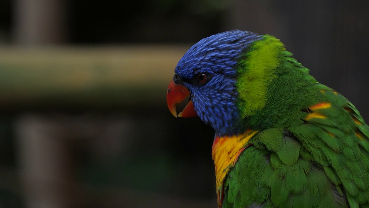 彩虹鹦鹉(Trichoglossus moluccanus)，一种在澳大利亚发现的鹦鹉视频素材