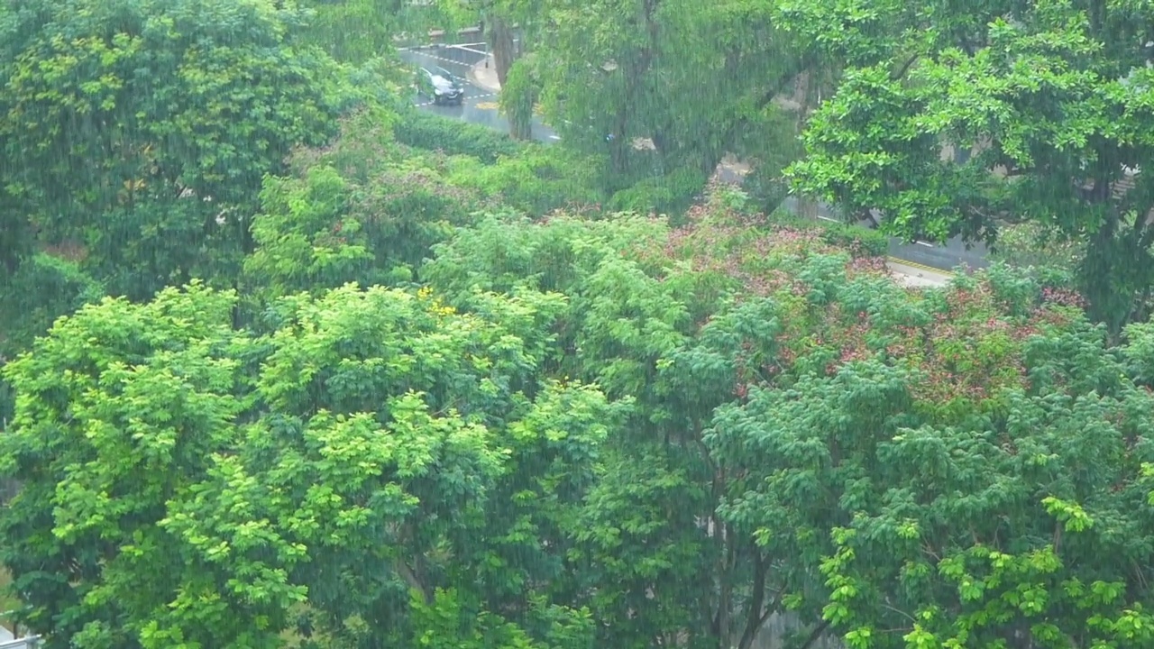 雨天在树枝上，视频素材