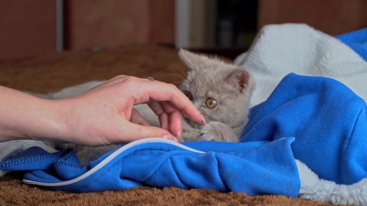 灰色的小猫躺在床上玩女孩的手视频素材