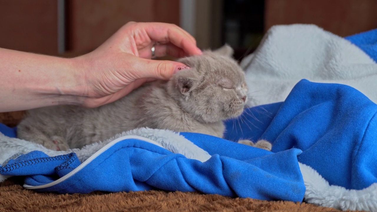 灰色的小猫躺在床上玩女孩的手视频素材