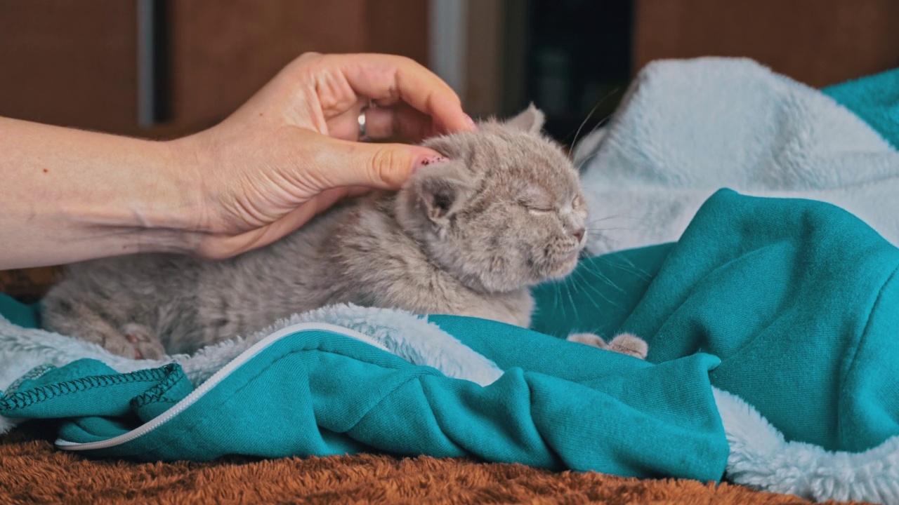 灰色的小猫躺在床上玩女孩的手视频素材